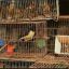 0707_tràfico aves