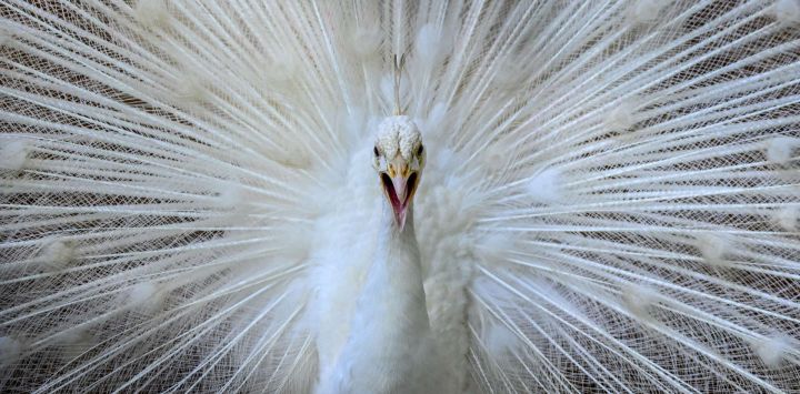 Un pavo real blanco aparece en la fotografía tomada en el Jardín Zoológico Nacional de Dehiwala, cerca de Colombo, con motivo del 90.º aniversario del zoológico.