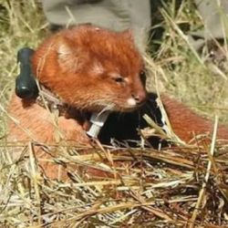 El animal se encuentra en perfecto estado de salud.