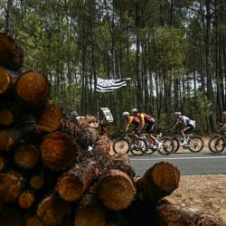 El pelotón de ciclistas pasa junto a pilas de madera en el parque natural de las Landas de Gironda durante la séptima etapa de la 113.ª edición del Tour de Francia, un recorrido de 175,1 km entre Hagetmau y Burdeos, en el suroeste de Francia. | Foto:LOIC VENANCE / AFP
