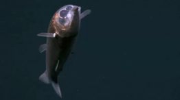 Pez binocular (Winteria telescopa)