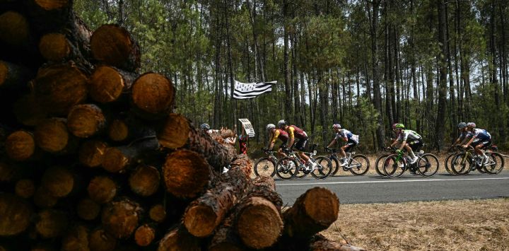El pelotón de ciclistas pasa junto a pilas de madera en el parque natural de las Landas de Gironda durante la séptima etapa de la 113.ª edición del Tour de Francia, un recorrido de 175,1 km entre Hagetmau y Burdeos, en el suroeste de Francia.