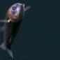 Por primera vez se registró a un pez binocular vivo en las profundidades del Atlántico