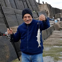 Los primeros reportes llegaron de las escolleras Norte y Varese, donde se lograron algunos ejemplares perdidos. Pero fue la Escollera Sur, catalogada por muchos como el mejor pesquero de pejerrey de la ciudad y uno de los principales de la provincia, la que arrojó los resultados más importantes.