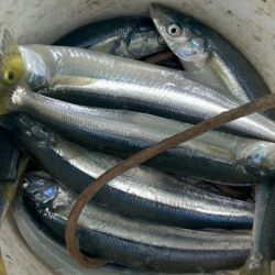 Los primeros reportes llegaron de las escolleras Norte y Varese, donde se lograron algunos ejemplares perdidos. Pero fue la Escollera Sur, catalogada por muchos como el mejor pesquero de pejerrey de la ciudad y uno de los principales de la provincia, la que arrojó los resultados más importantes.