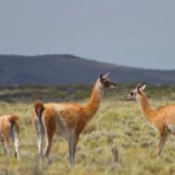 La convocatoria nacional representa una oportunidad histórica para la mastozoología y la preservación en el país