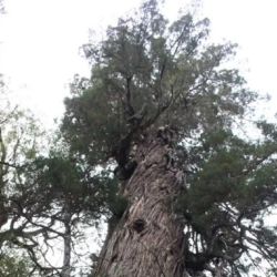 Se encuentra dentro del Parque Nacional Los Alerces, Chubut.