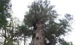 Así es el plan para proteger al segundo árbol más antiguo del mundo que está en la Argentina