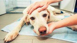 Cuáles son las enfermedades que pueden transmitir los animales.  