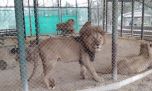 Trasladarán a 30 felinos del ex zoológico de Luján a santuarios de Estados Unidos y Sudáfrica