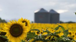 Girasol