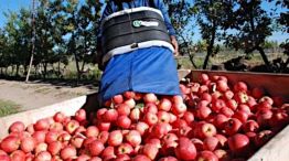 Manzanas y peras Alto Valle del Río Negro y limones de Tucuman 14072026