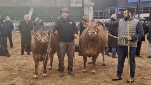 Tini tini y su ternero De Paul, los primeros bovinos que llegaron a la expo Palermo 2026. 