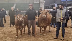 Tini tini y su ternero De Paul, los primeros bovinos que llegaron a la expo Palermo 2026. 