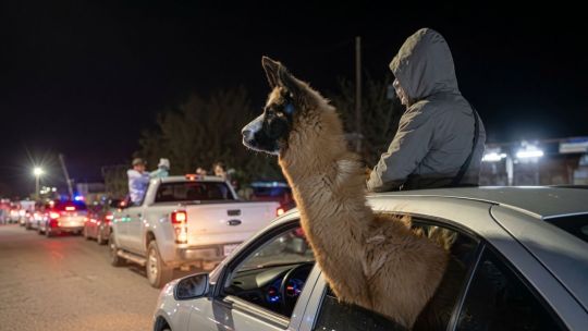 Denunciaron por maltrato animal al hombre que trasladó una llama en un auto durante la celebración por la Selección argentina