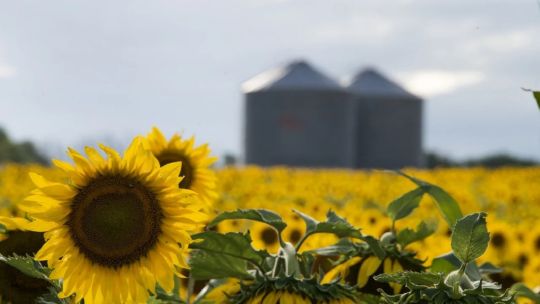 “El aumento del consumo mundial se mantiene creciente”: el buen momento del girasol argentino