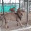 1407_zoológico de luján