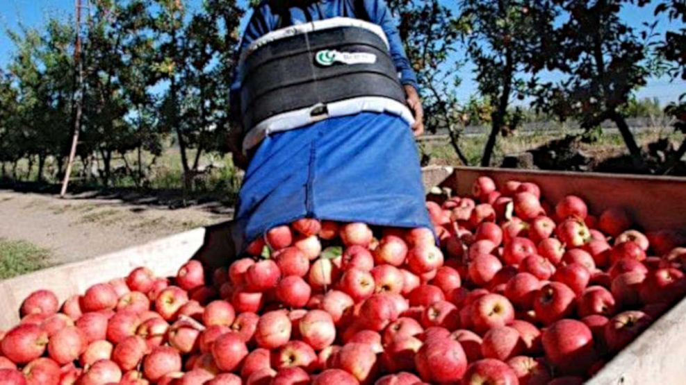 Manzanas y peras Alto Valle del Río Negro y limones de Tucuman 14072026