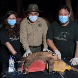 La acción ocurrió en el marco del Proyecto Tatú Carreta, una iniciativa científica y de conservación del Centro de Investigaciones del Bosque Atlántic
