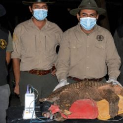 El proyecto desarrolla el primer estudio ecológico de largo plazo sobre esta especie en la Argentina 