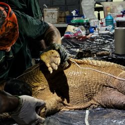 El tatú carreta es el armadillo más grande del mundo y se encuentra categorizado como En Peligro de extinción en nuestro país.
