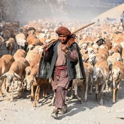 Pastores afganos caminan con su rebaño de ovejas por una carretera de montaña en el distrito de Argo, en la provincia afgana de Badakhshan. | Foto:OMER ABRAR / AFP