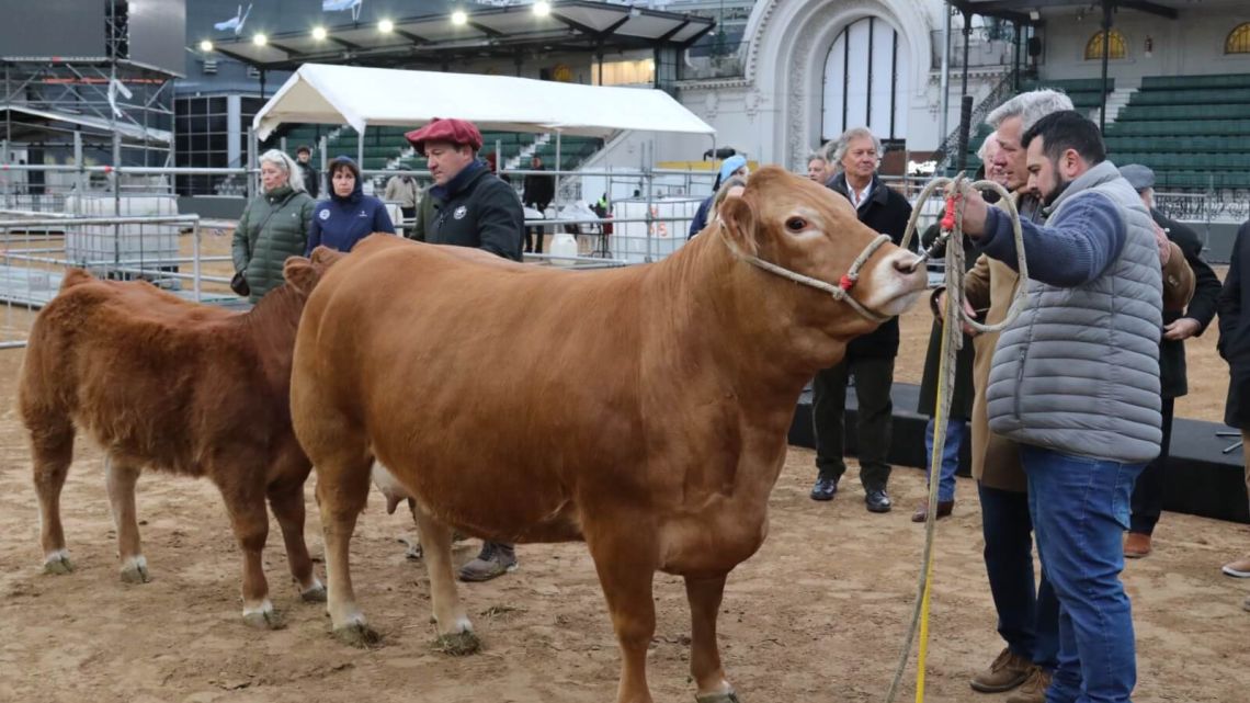 Expo 2026: comenzó el ingreso de animales en La Rural