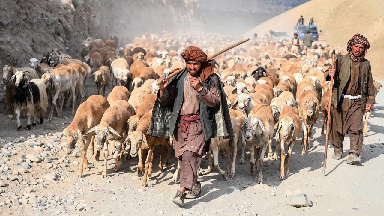 Pastores afganos caminan con su rebaño de ovejas por una carretera de montaña en el distrito de Argo, en la provincia afgana de Badakhshan. | Foto:OMER ABRAR / AFP