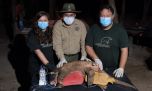 Rastrean con GPS a un tatú carreta gigante en el corazón de El Impenetrable
