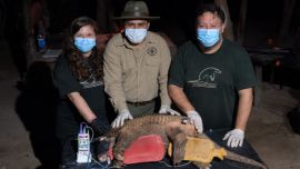 La acción ocurrió en el marco del Proyecto Tatú Carreta, una iniciativa científica y de conservación del Centro de Investigaciones del Bosque Atlántic