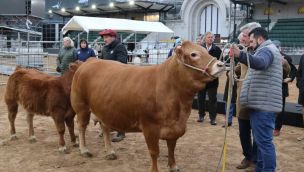 Expo 2026: comenzó el ingreso de animales en La Rural.