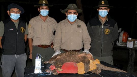 Chaco: colocan un dispositivo satelital a un tatú carreta, el armadillo más grande del mundo