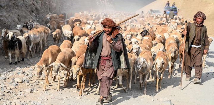 Pastores afganos caminan con su rebaño de ovejas por una carretera de montaña en el distrito de Argo, en la provincia afgana de Badakhshan.