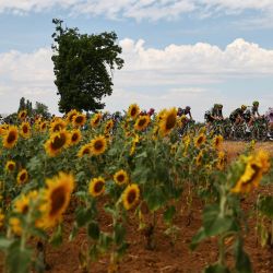 El pelotón de ciclistas pasa junto a un campo de girasoles durante la duodécima etapa de la 113.ª edición del Tour de Francia, un recorrido de 181 km entre el Circuito de Nevers Magny-Cours y Chalon-sur-Saône, en el centro de Francia. | Foto:ANNE-CHRISTINE POUJOULAT / AFP