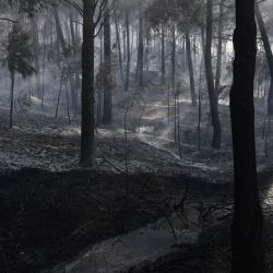 Esta fotografía muestra el humo que se eleva de un incendio forestal en Liti, un pueblo al norte de Tesalónica. Un hombre fue hallado muerto en el voraz incendio forestal que se desató a 15 km (9 millas) de Tesalónica, en el norte de Grecia, mientras que una mujer resultó herida, según informó el servicio de bomberos. | Foto:Sakis Mitrolidis / AFP
