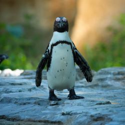 Imagen de pingüinos refrescándose en la sombra durante una ola de calor en el Zoológico de Varsovia, en Varsovia, Polonia. | Foto:Xinhua/Jaap Arriens
