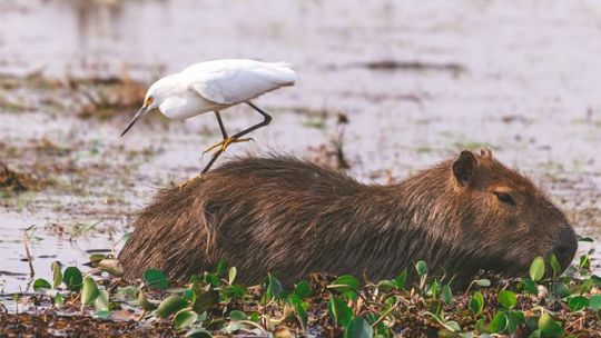 Corrientes proyecta ocupación récord de la mano de la fe y el Iberá