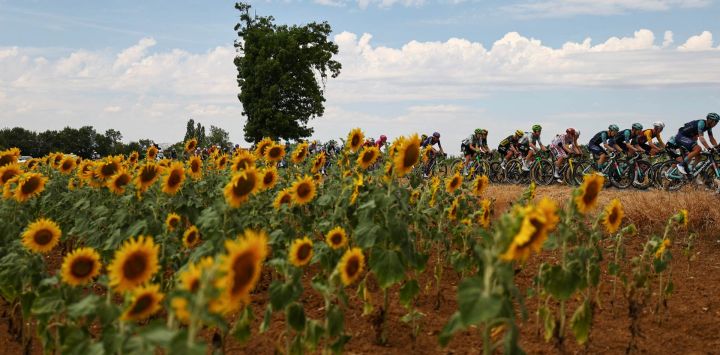 El pelotón de ciclistas pasa junto a un campo de girasoles durante la duodécima etapa de la 113.ª edición del Tour de Francia, un recorrido de 181 km entre el Circuito de Nevers Magny-Cours y Chalon-sur-Saône, en el centro de Francia.