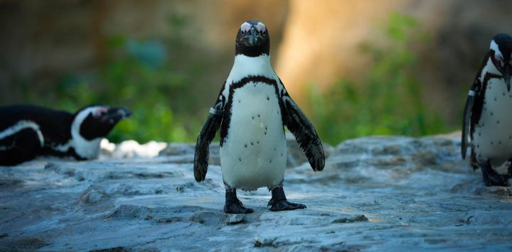 Imagen de pingüinos refrescándose en la sombra durante una ola de calor en el Zoológico de Varsovia, en Varsovia, Polonia.