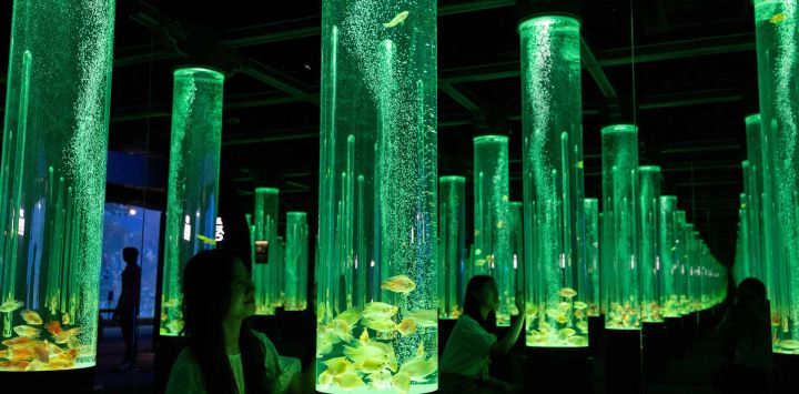 Personas observan peces en tanques iluminados durante una exposición de arte en el Acuario Lotte World, en Seúl, República de Corea.