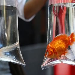 El fallo argentino representa un antecedente de gran relevancia, ya que podría influir en futuras decisiones judiciales relacionadas con el bienestar de los animales acuáticos y ampliar el alcance de la protección prevista por la legislación vigente.
