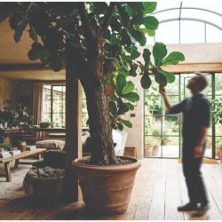 Vivir entre plantas: la ciencia que está rediseñando nuestros hogares y oficinas | Foto:CONTENTNOTICIAS