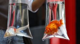 1007_PECES