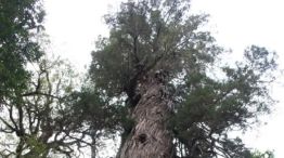 1707_ÁRBOL