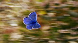 Mariposa 16072026