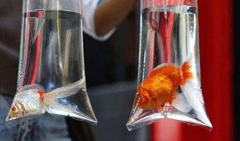1007_PECES