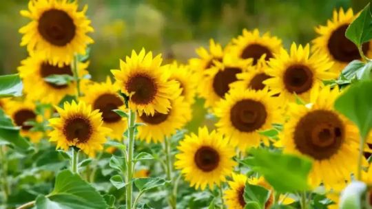 El girasol gana terreno en Argentina y ya alcanza 3 millones de hectáreas sembradas