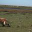 1707__AGUARA GUAZU
