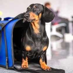 Viajar con mascotas en avión.