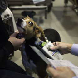 Viajar con mascotas en avión.